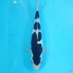budo goromo 27cm