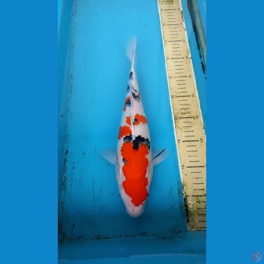Sanke 36cm