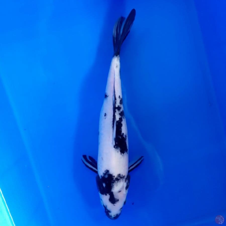 KANSAI - SHIRO FEMALE 37CM