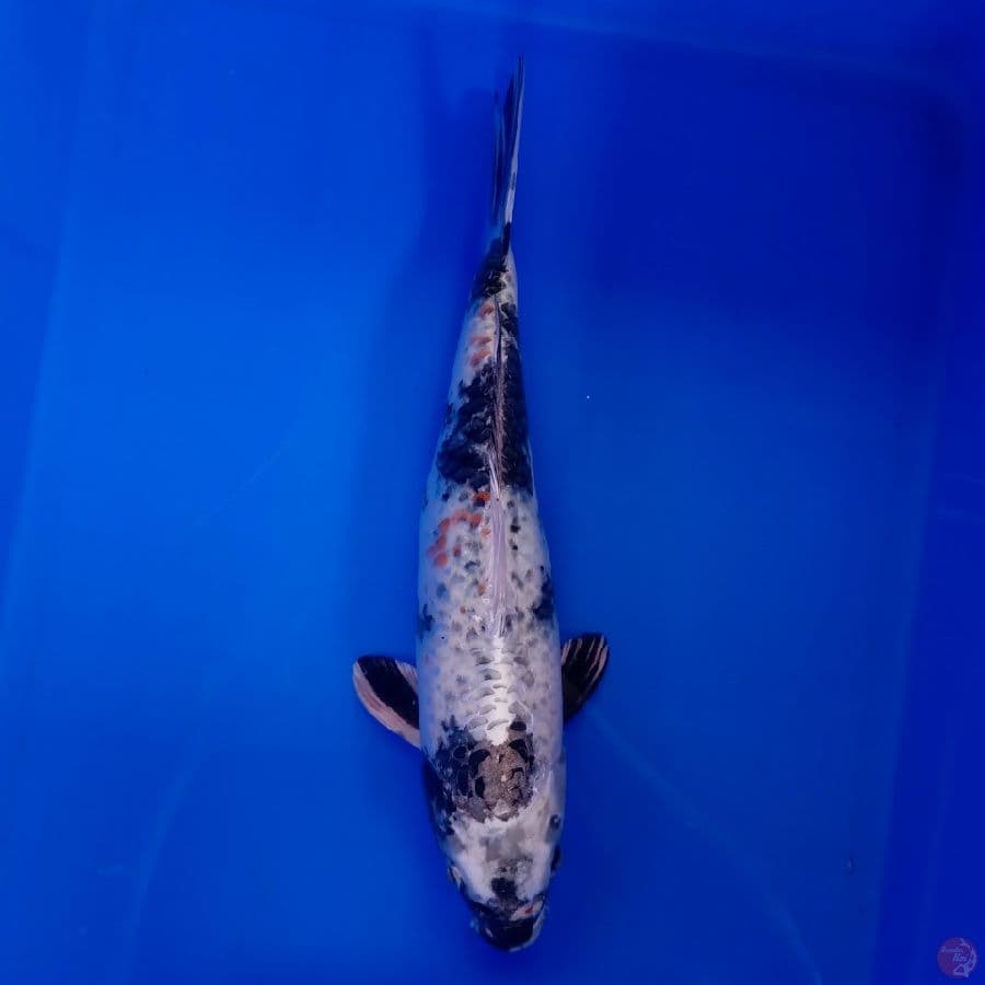 KANSAI - GIN SHIRO MALE 34CM
