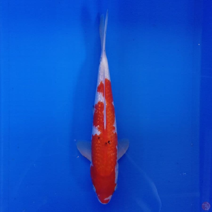 KANSAI - SANKE GINRIN MALE 34CM
