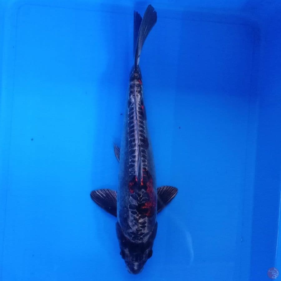 KANSAI - BENI KIKOKURYU MALE 37CM