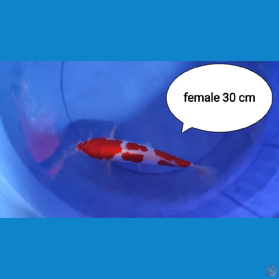 kohaku doit 30cm female
