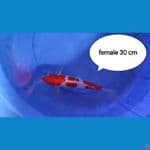 kohaku doit 30cm female