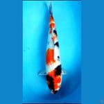 ginrin jumbo 48cm