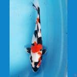 showa male 40cm