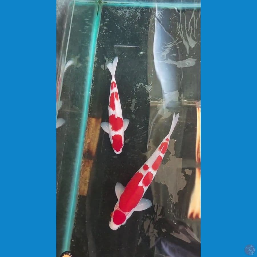 Kohaku N Ai 30-35cm 