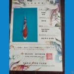KOHAKU SAKAI 50 cm 