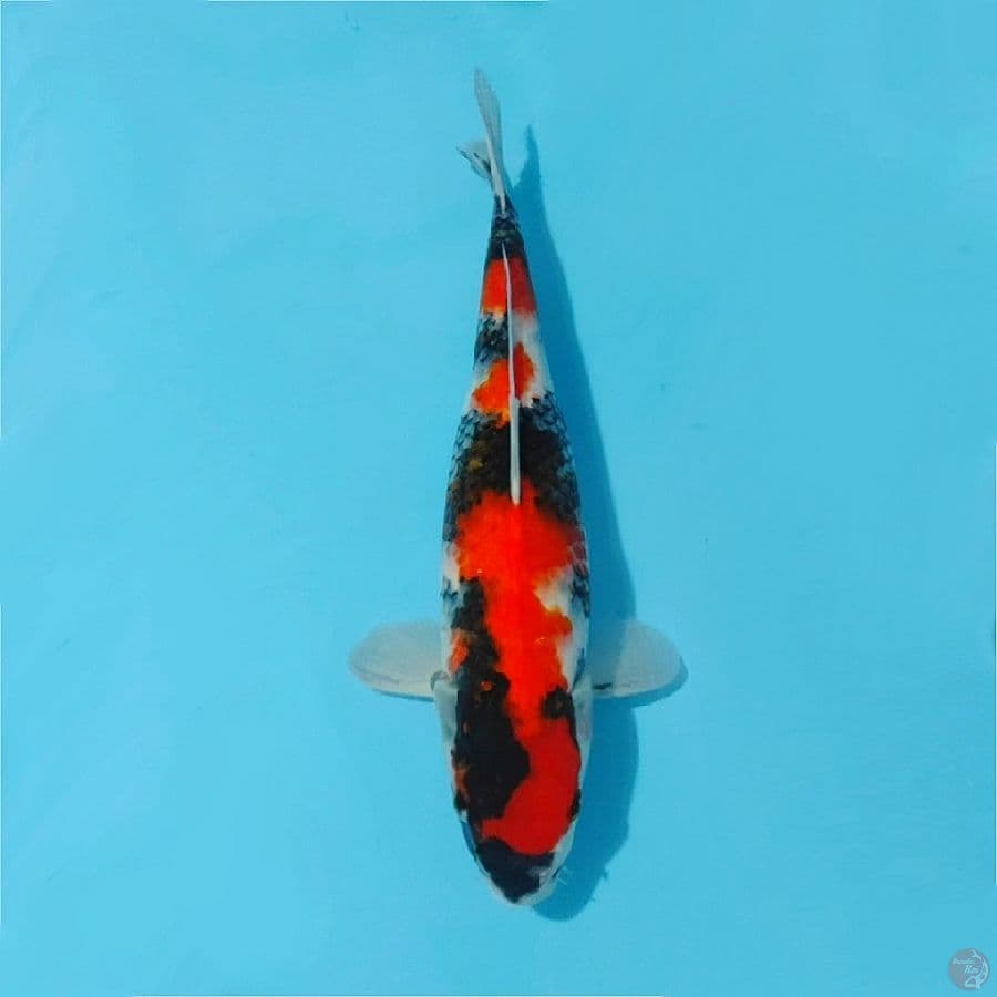 Showa sanshoku size 33cm fml