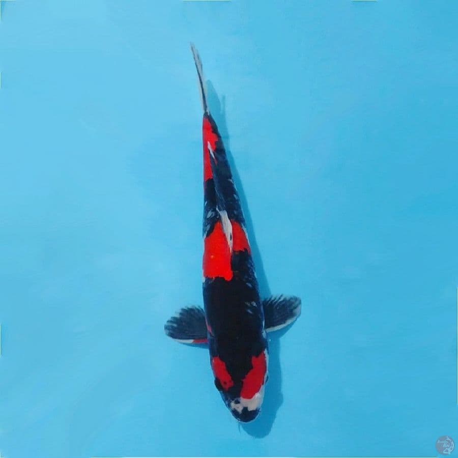 Hi showa strong size 35cm male