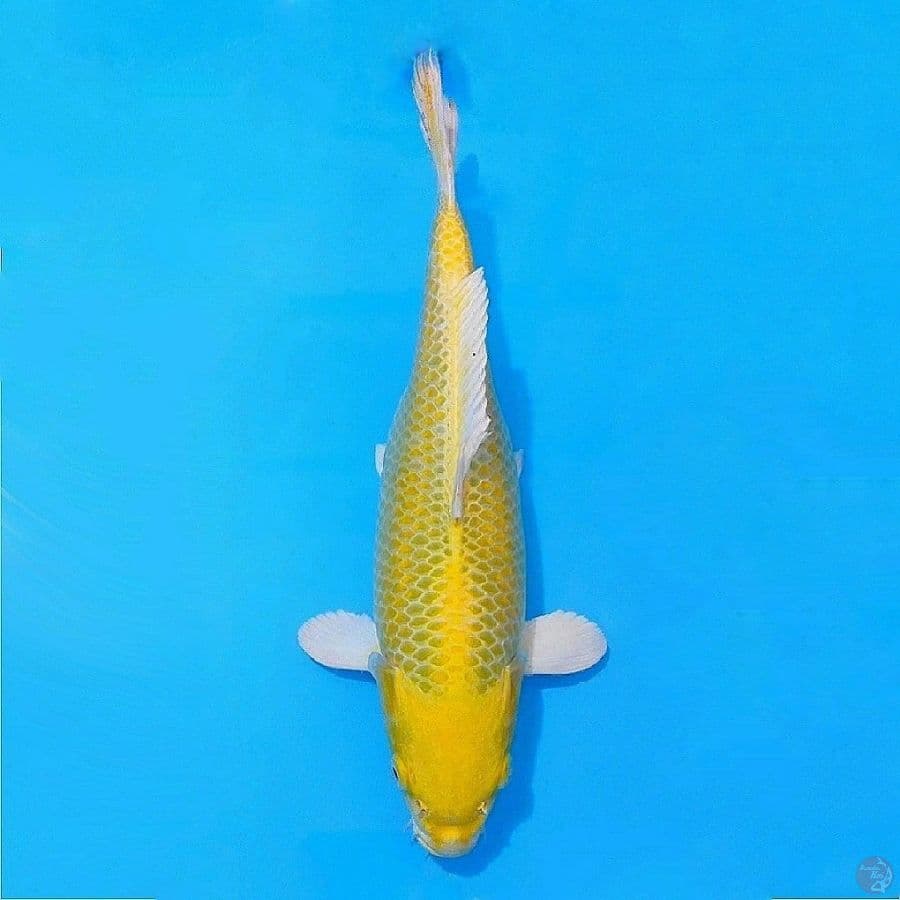 Yamabuki ogon SQ size 35cm fml