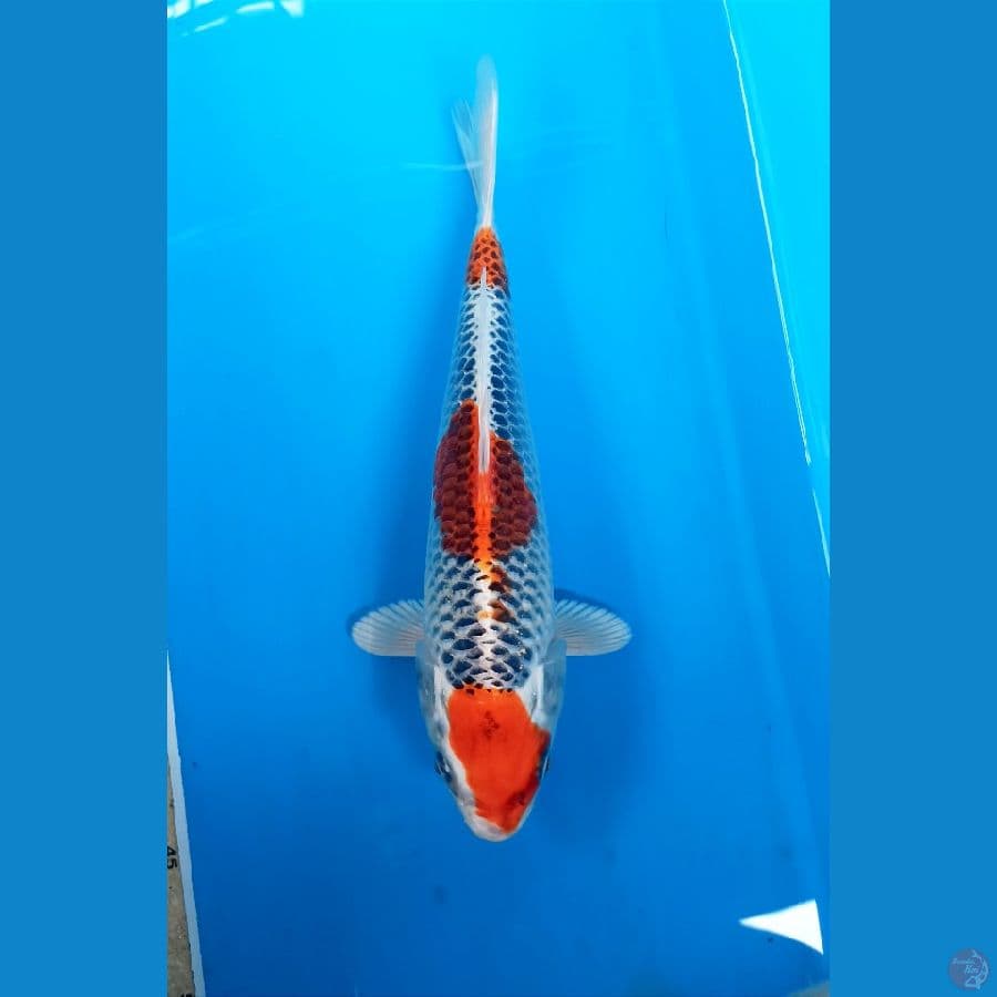 kujaku 26cm