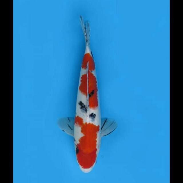 40cm Female - F1 Taisho Sanke 