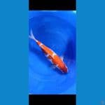 KOHAKU 45 CM