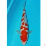 sakura baby face 30cm male 