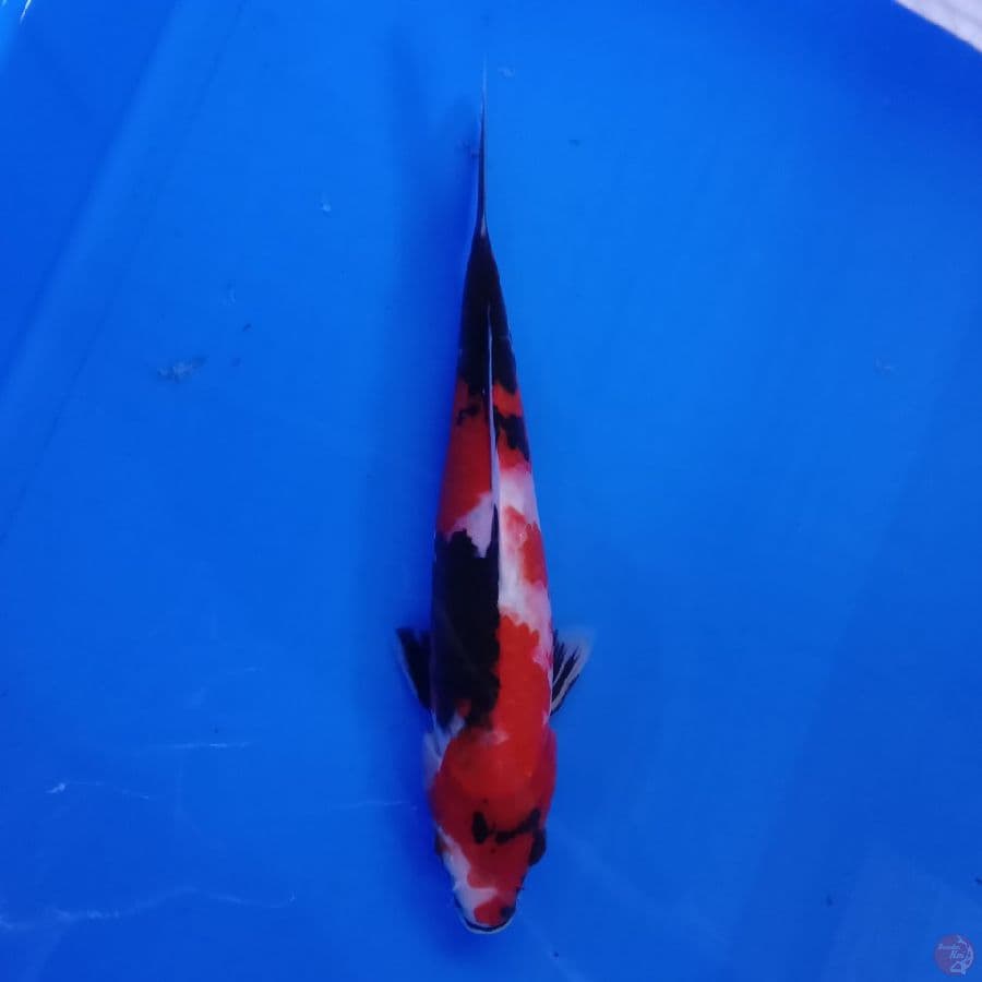 KANSAI - SHOWA 23CM