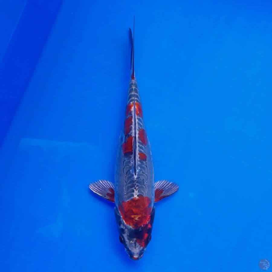 KANSAI - BENI KIKOKURYU 24CM