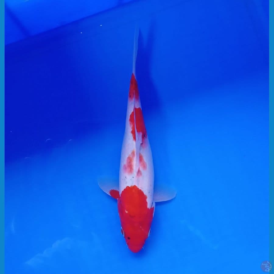 KANSAI - SANKE 23CM