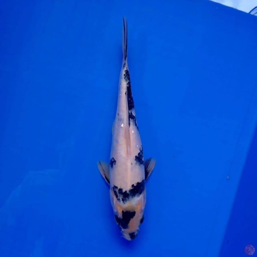 KANSAI - SHIRO E 24CM