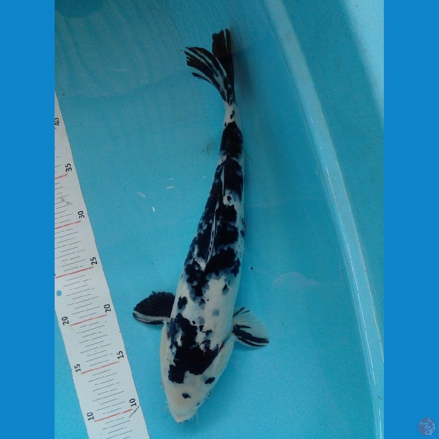 ikan