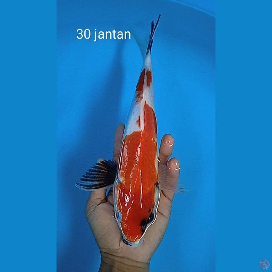 showa : 30 cm jantan 