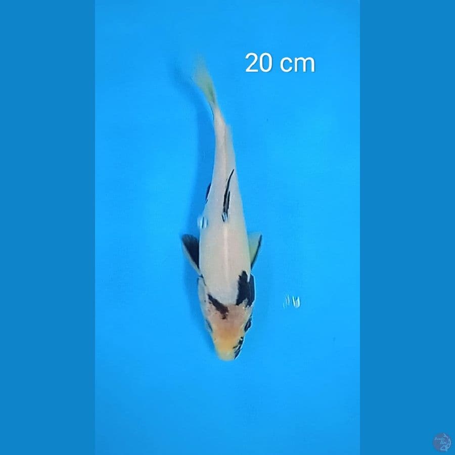 shiro : 20 cm