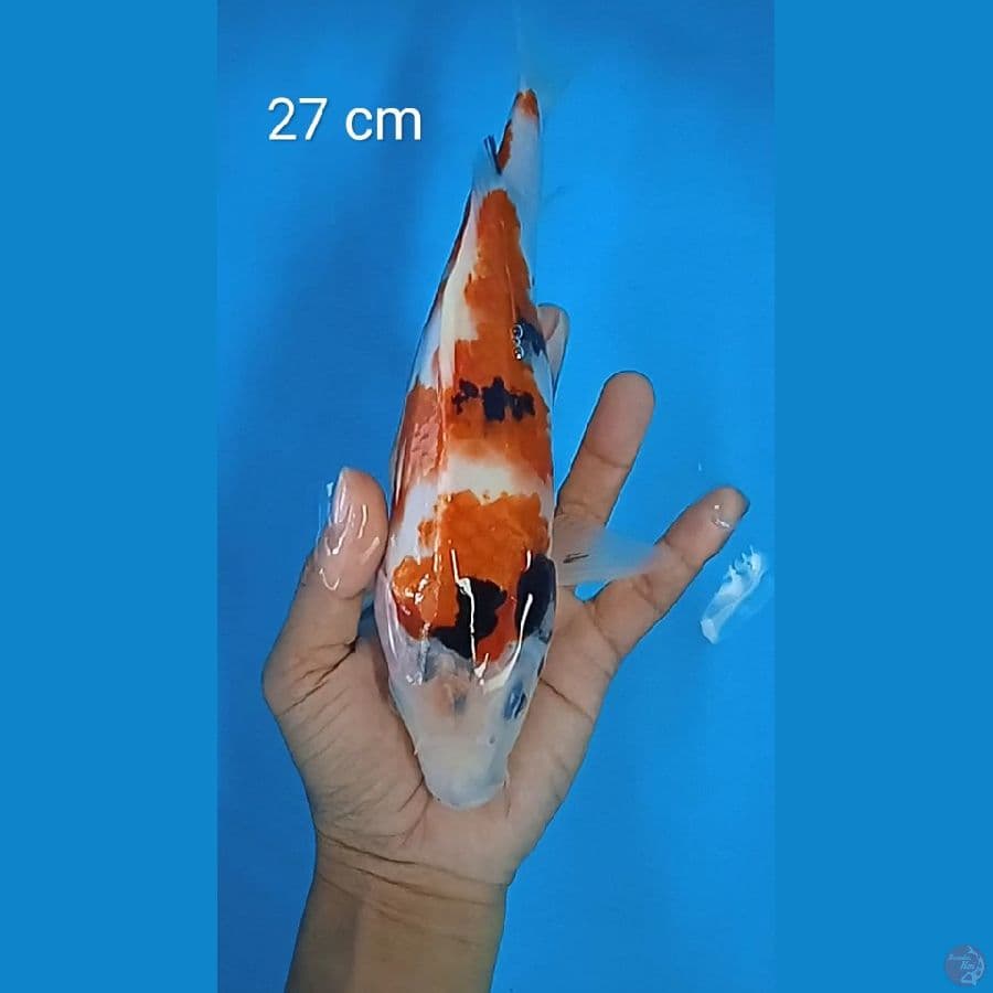 showa : 27 cm 