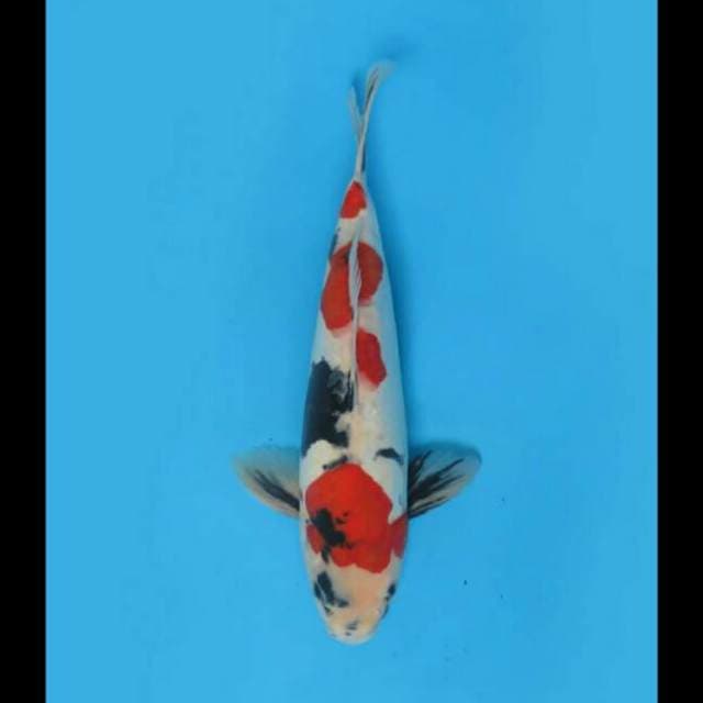 34cm Male - Kindai Showa Doitsu Ceplok 