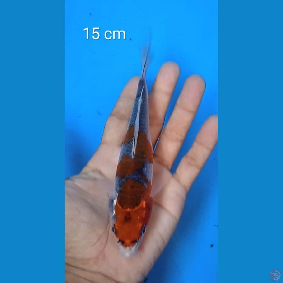 gosiki : 15 cm