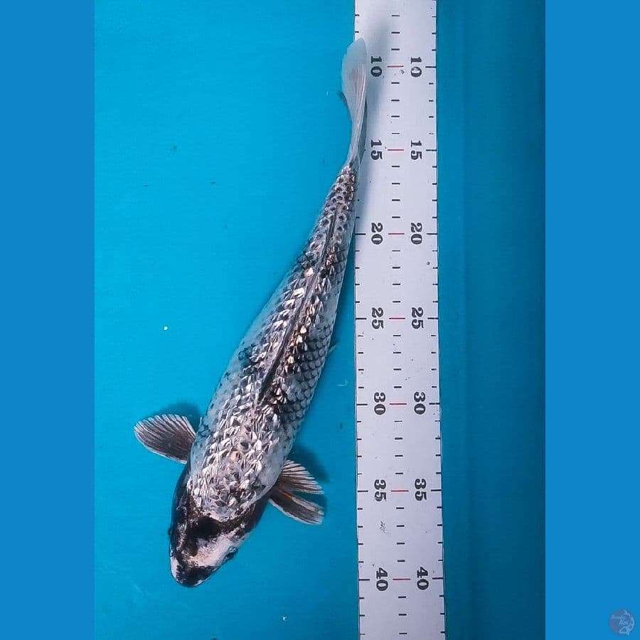 Kawari Antik Ginrin 31cm