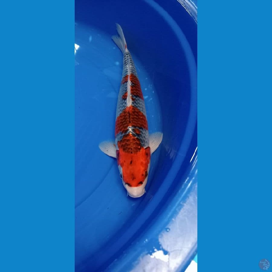 GOSIKI 38 CM ORIGINAL