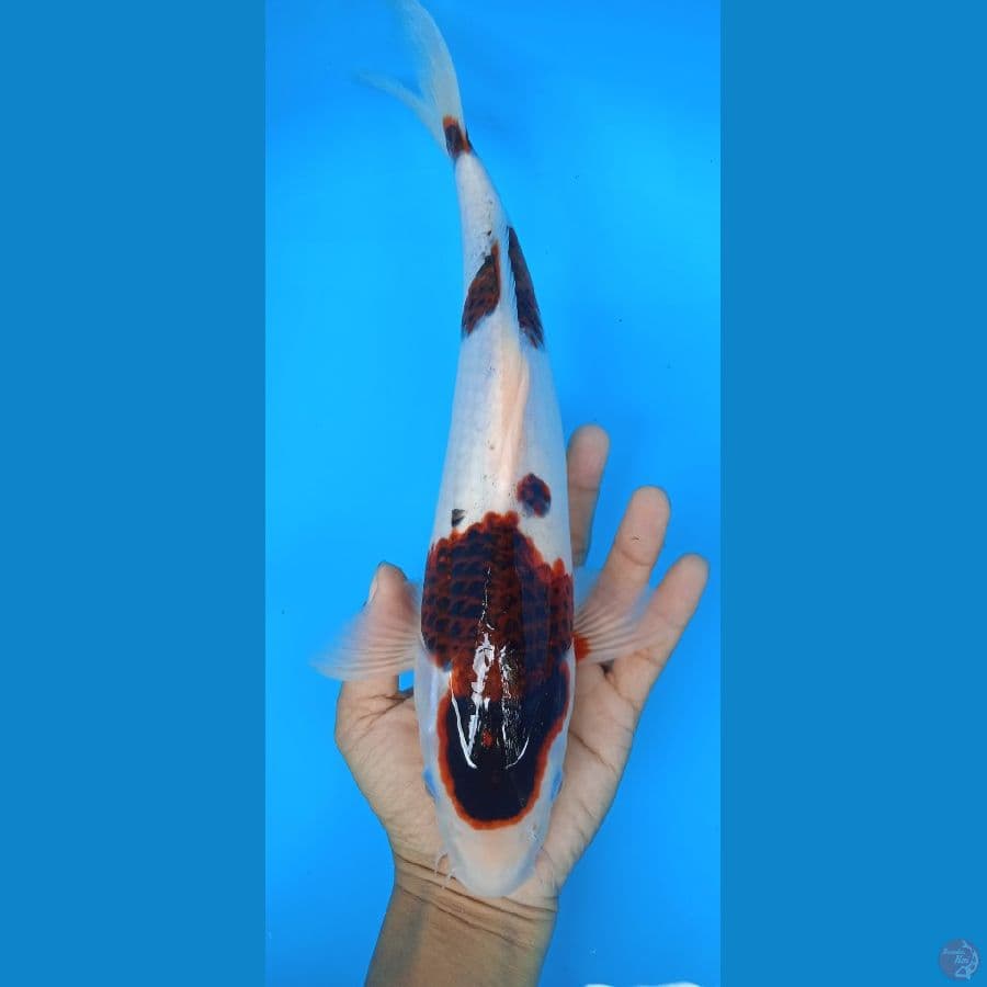 goromo : 33 cm jantan 