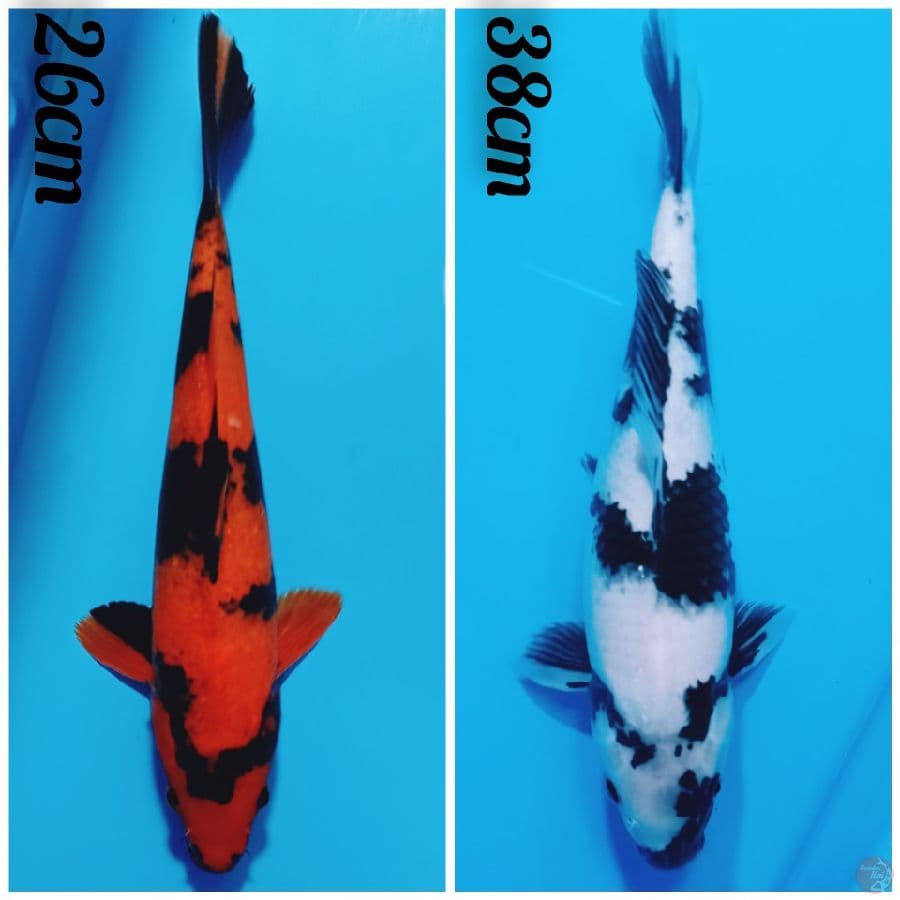 HIUTSURI VS SIRO UTSURI 26-38 CM 