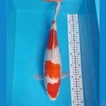 kohaku F 37