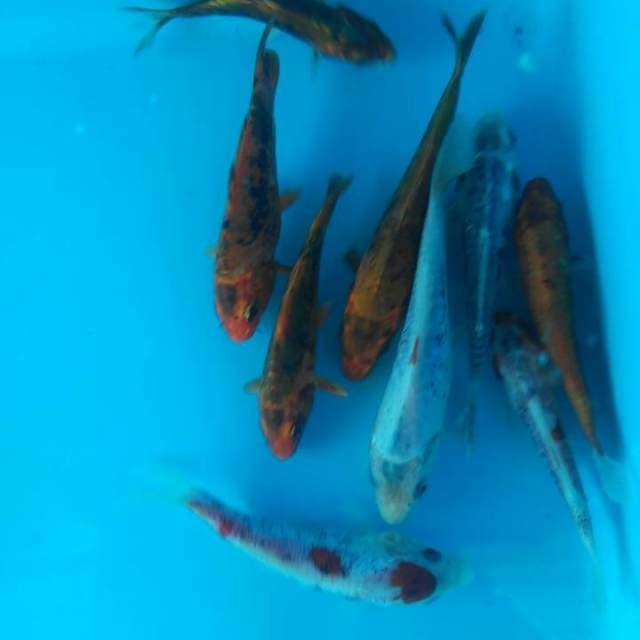 Mix Beni Kumonriyu 