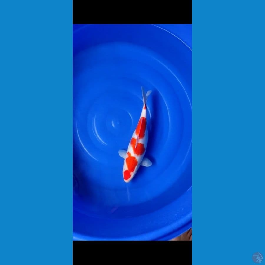 kohaku step
