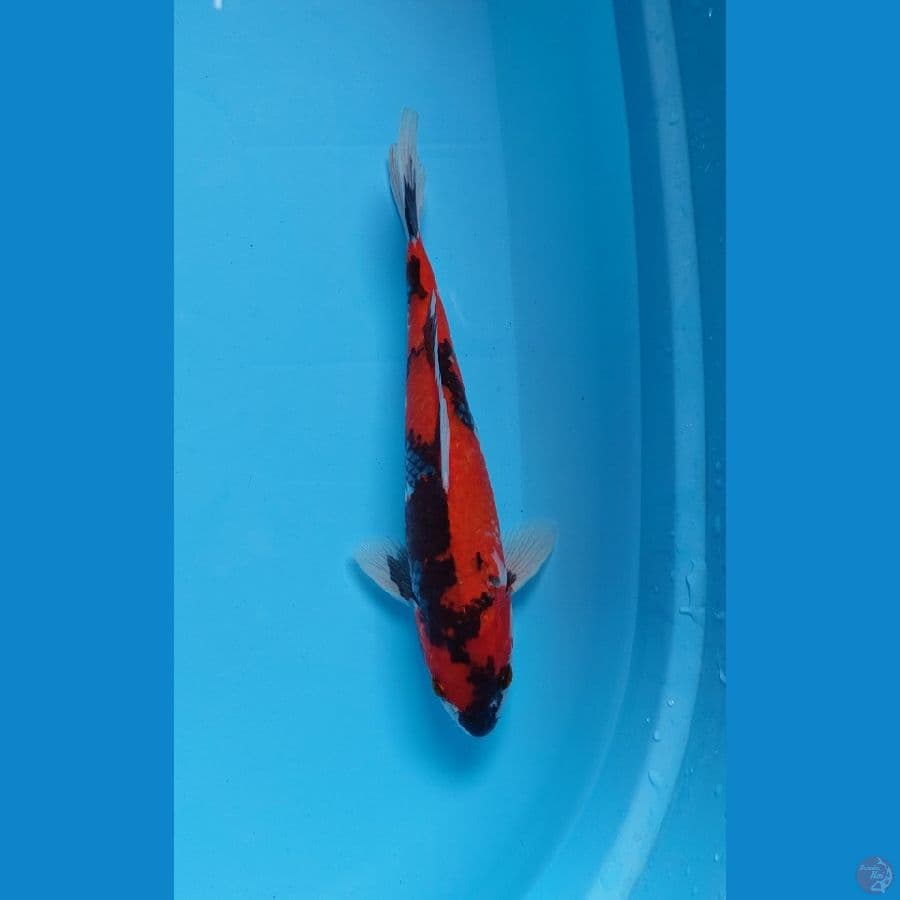 hi showa male 30 cm