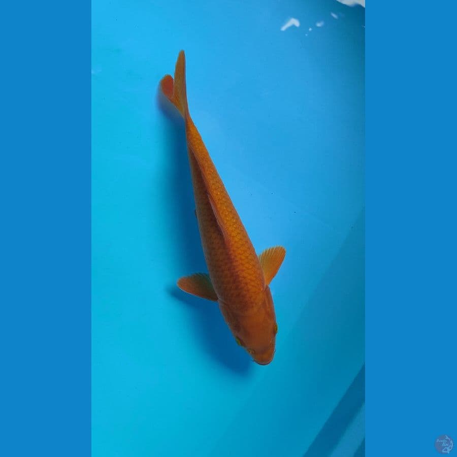 chagoi male 29 cm