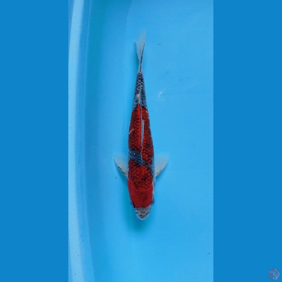 goshiki 28 male