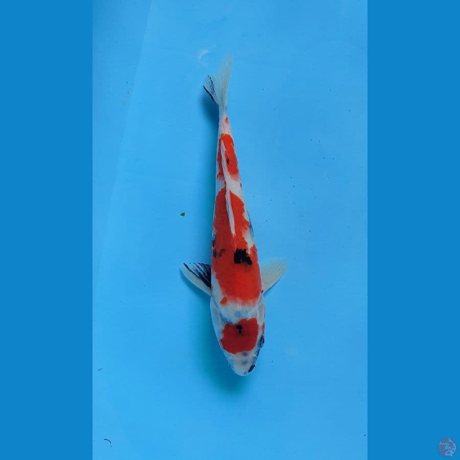 showa 26 female