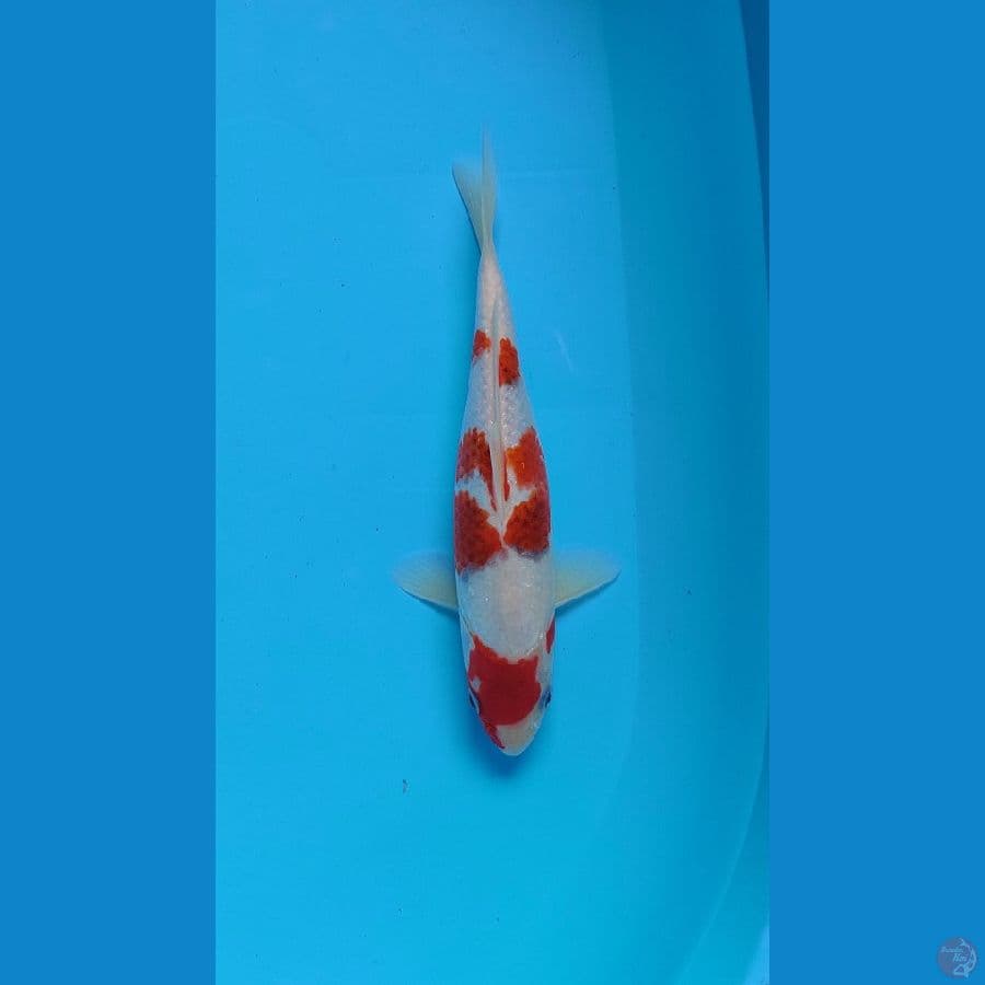 ai goromo 28 cm female