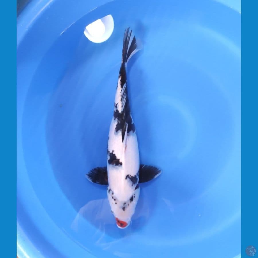 SHIRO JUMBO  50 CM - FEEMALE 