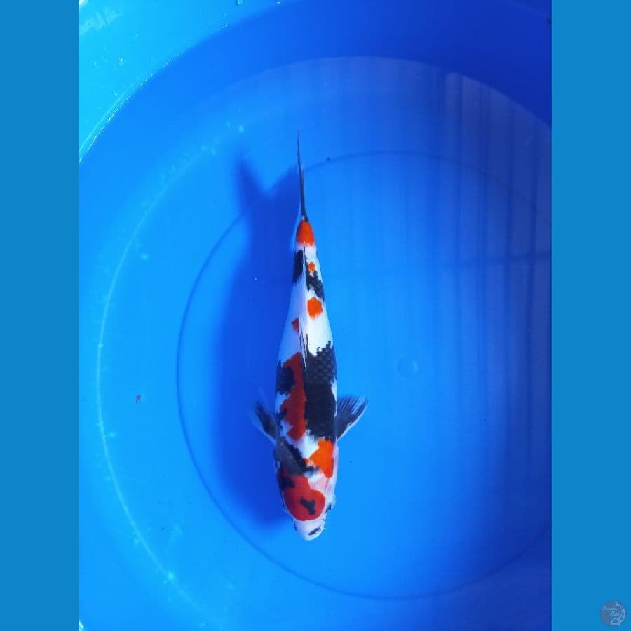 showa 32cm #F