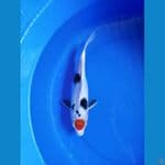 Tancho Showa 31cm #F