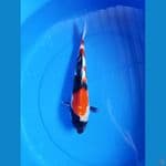showa 33cm #M