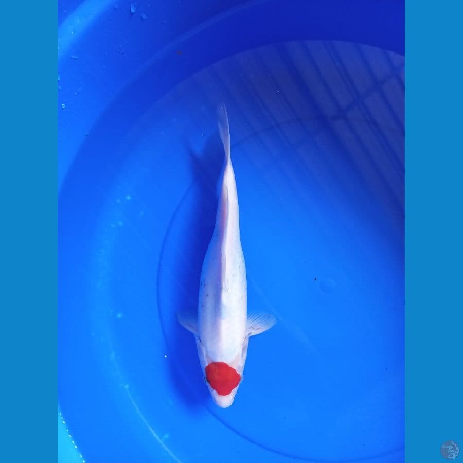 Tancho Showa 33cm #F