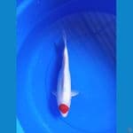 Tancho Showa 33cm #F