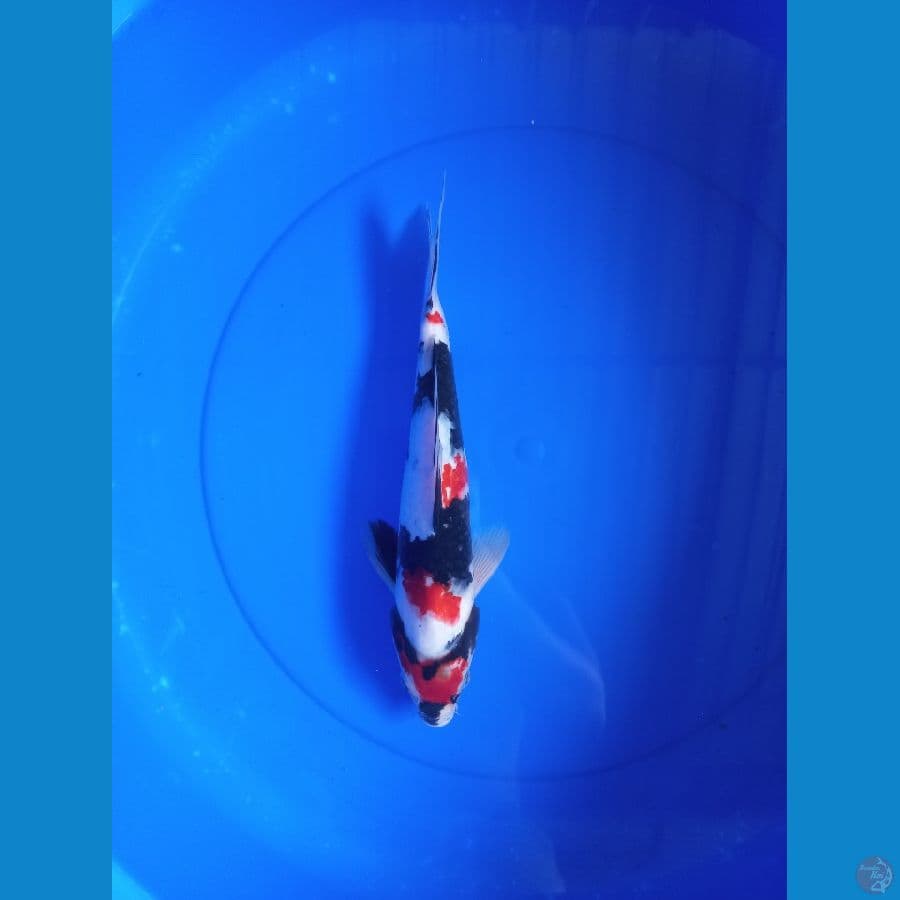 Showa 30cm #M