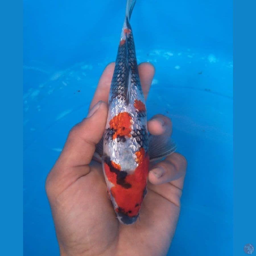kinginrin b 19cm