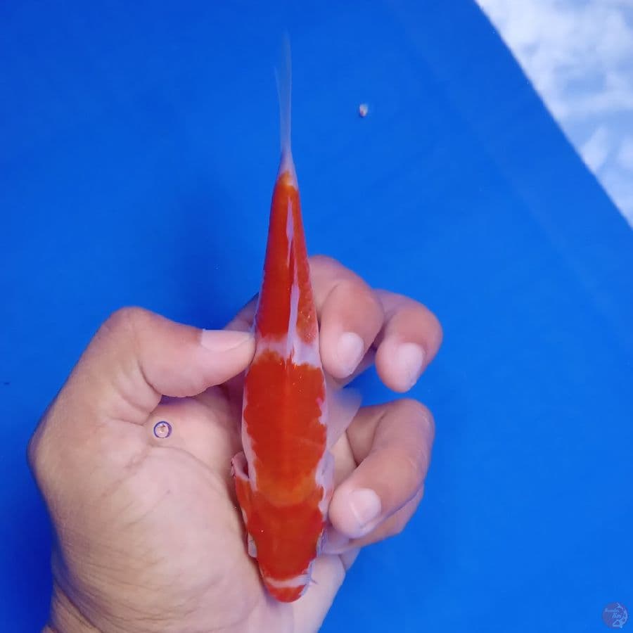 WANGAN - KOHAKU A 12CM
